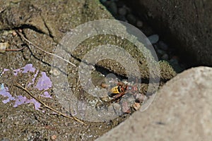 a Wild hornet drinks water