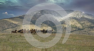 Wild hors roundup in Montana