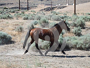 Wild Horse