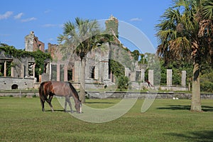 Salvaje un caballo 