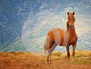 Divoký kôň 