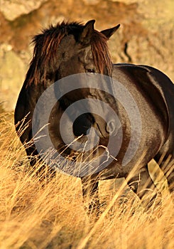 Salvaje un caballo 