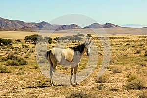 Wild horse