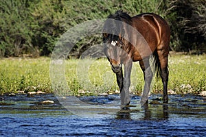 Wild horse