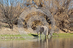 Wild Horse Along the Salt River