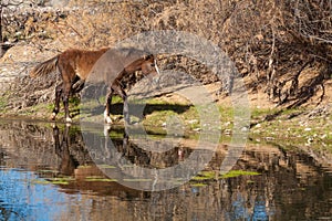 Wild Horse Along the Salt River