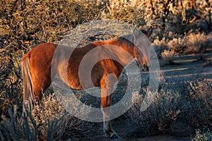 Wild Horse in the Arizona Desert