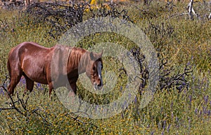 Wild Horse in the Arizona Desert in Springtime