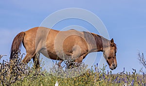 Wild Horse in the Arizona Desert in Springtime