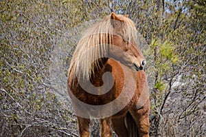 Wild horse - Assateague Island National Seashore