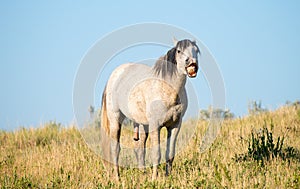 Wild Horse Baring Teeth, Wildlife photo