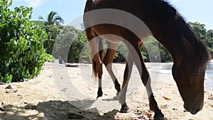 Wild horse on the beach in Vieques, Puerto Rico