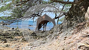 Wild horse on the beach in Vieques, Puerto Rico