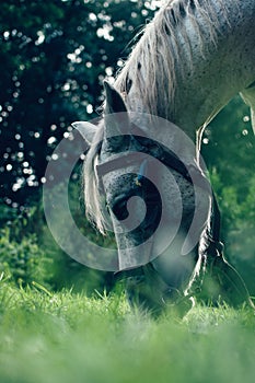 Wild horse at beatiful dawn