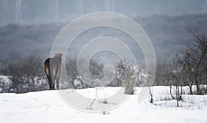 Wild horse. Beautifull wild horse in winter landscape.