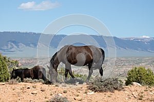 Wild horse black mare in the high desert of the Bighorn National Recreation Area in north western Wyoming USA