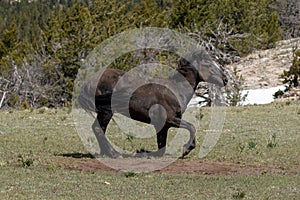 Wild horse black stallion getting up from rolling in the dirt in the mountains of the western USA