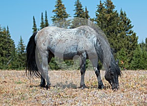 Wild Horse Blue Roan colored Band Stallion feeding in the Pryor Mountains Wild Horse Range in Montana â€“ Wyoming