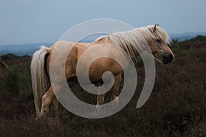 Wild horse body photo