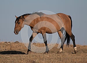 Wild Horse Buckskin Dun Stallion on Tillett Ridge above Teacup Bowl in the Pryor Mountains in Montana â€“ Wyoming