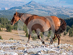 Wild Horse Buckskin Mare on Tillett Ridge above Teacup Bowl in the Pryor Mountains in Montana â€“ Wyoming