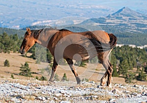 Wild Horse Buckskin Mare on Tillett Ridge above Teacup Bowl in the Pryor Mountains in Montana â€“ Wyoming