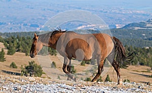 Wild Horse Buckskin Mare on Tillett Ridge above Teacup Bowl in the Pryor Mountains in Montana â€“ Wyoming