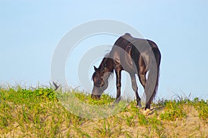 Wild horse on the Carova beach in Outer Banks, North Carolina