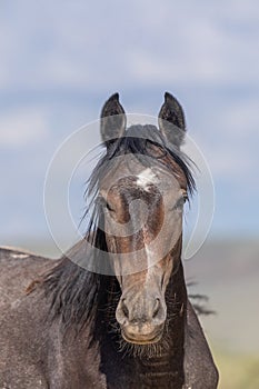 Wild Horse Close Up Portrait