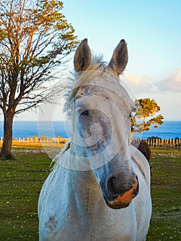 Wild horse closeup at patagonia landscape chile