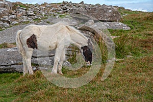 Wild horse in Cornwall photo