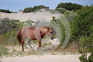 Wild Horse of Corolla Among the Dunes