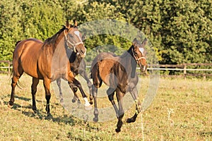 Wild horse and cute foal