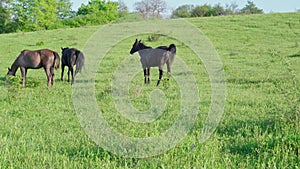 Wild horse defecate on grass