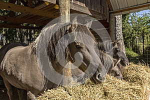 The wild horse.The descendants of the wild horse tarpan,