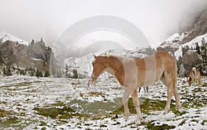 Wild horse in Dolomite Mountains