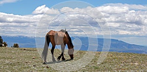 Wild horse - Dun buckskin stallion grazing high above the Bighorn Canyon in the Pryor Mountains wild horse range in Wyoming USA