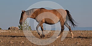 Wild Horse Dun Buckskin Stallion on Tillett Ridge above Teacup Bowl in the Pryor Mountains in Montana â€“ Wyoming