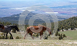 Wild horse - Dun mare walking above the Big Horn Canyon in the Pryor Mountain wild horse reserve in the western USA