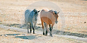 Wild Horse Dun Stallion and Blue Roan Mare on Tillett Ridge in the Pryor Mountains on the Montana Wyoming state line border