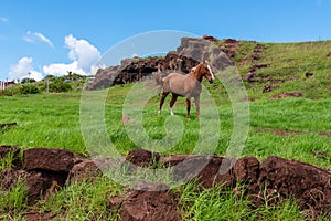 Wild Horse on Easter Island