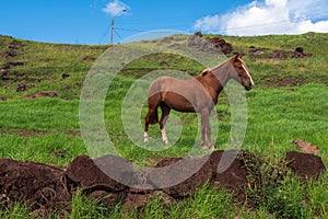 A Wild Horse on Easter Island