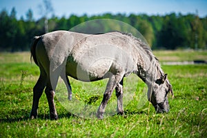 Wild horse