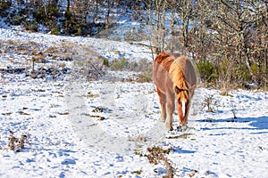 Wild horse eating on the snowy hillside