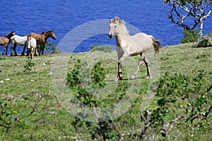 Wild horse eau tonga