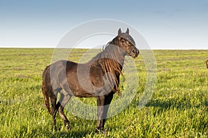 The wild horse, Equus ferus, in the steppe in the early morning enlightened by sunlight rays.