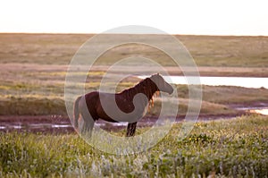 The wild horse, Equus ferus, in the steppe in the early morning enlightened by sunlight rays.