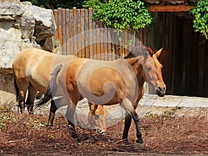 Wild Horse Equus przewalskii caballus, Equus ferus przewalskii