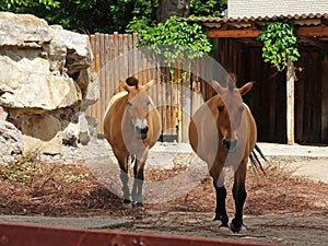 Wild Horse Equus przewalskii caballus, Equus ferus przewalskii