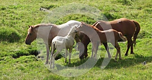 Wild horse family
